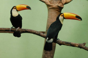 Великий тукан на псевдонім токо Великий тукан на псевдонім токо